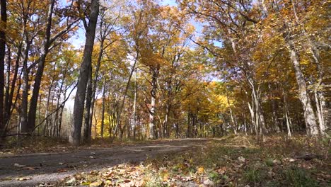 Wald-Im-Herbst-Mit-Sonne,-Die-Durch-Bäume-Scheint