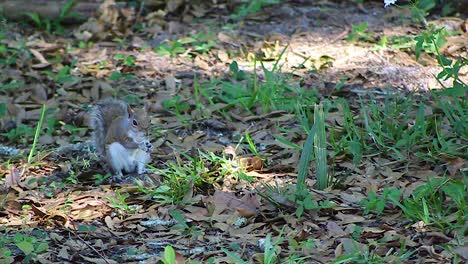 Squirrel-eating-nut-from-ground-in-the-day,-close-up-still-shot-in-slow-motion