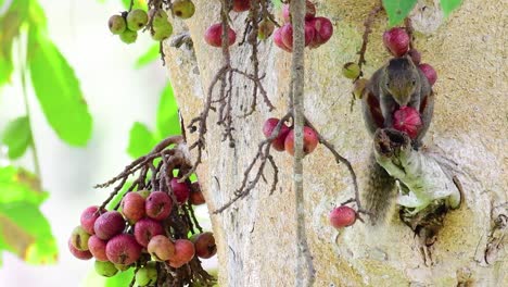Pallas-Eichhörnchen-Oder-Das-Rotbauchhörnchen,-Das-Beim-Essen-Einer-Frucht-Auf-Einem-Ast-Eines-Fruchtbaums,-Callosciurus-Erythraeus,-Gefunden-Wurde