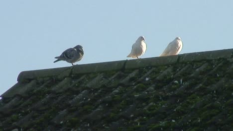 Pidgeons-on-a-rooftop-waiting-for-food