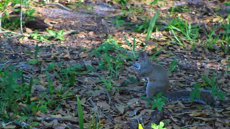 A-squirrel-searching-and-eating-on-leaf-covered-ground,-with-daylight-filtering-through-the-trees