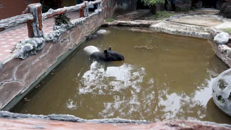 Ein-Tapir-In-Seinem-Teich-In-Einem-Zoo