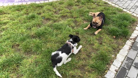 Zwei-Hunde:-Müde-Französische-Bulldogge-Und-Kleiner-Hund-Liegen-Auf-Dem-Gras-Und-Atmen-Schwer-Mit-Herausgestreckter-Zunge