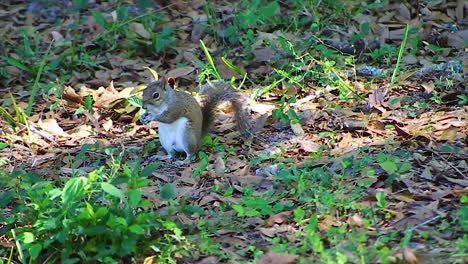Squirrel-enjoying-a-meal-on-leaf-covered-ground,-with-daylight-filtering-through-the-trees