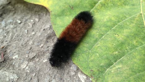 Woolly-Bear-Caterpillar-crawls-on-green-leaf,-close-up