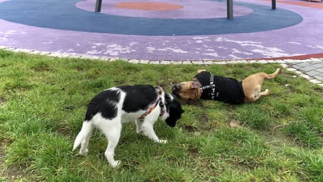 Die-Französische-Bulldogge-Liegt-Auf-Dem-Rücken-Und-Will-Spielen,-Der-Kleine-Hund-Beißt-Ins-Gras