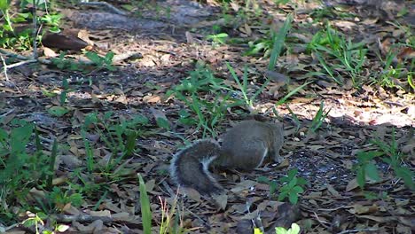 Eichhörnchen,-Die-Auf-Laubbedecktem-Boden-Suchen-Und-Essen,-Mit-Sonnenlicht,-Das-Durch-Die-Bäume-Gefiltert-Wird-Und-Eine-Leichte-Brise-Weht