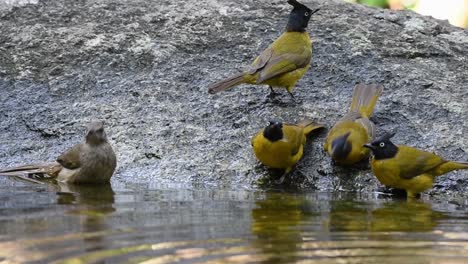Black-crested-Bulbuls,Streaked-eared-Bulbul,bathing-in-the-forest-during-a-hot-day,-Pycnonotus-flaviventris,Pycnonotus-conradi,-in-Slow-Motion