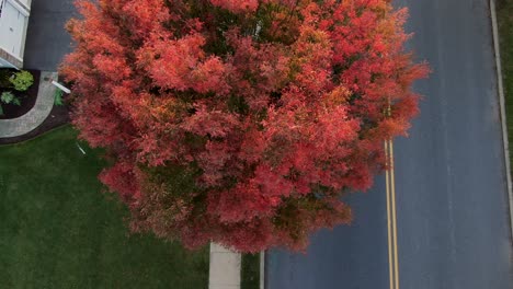 Top-down-aerial-of-beautiful-red-locust-ltree-in-autumn,-silver-car-drives-by-on-street-during-fall-sunset