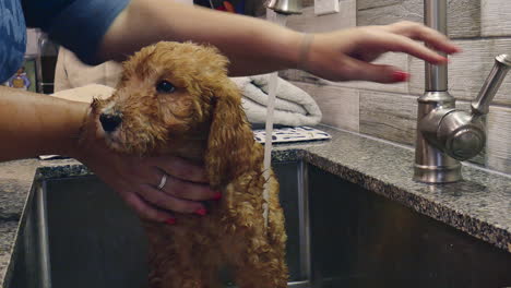 Video-De-Un-Cachorro-Goldendoodle-De-Un-Mes-De-Edad-Bañándose-En-El-Fregadero-De-La-Cocina