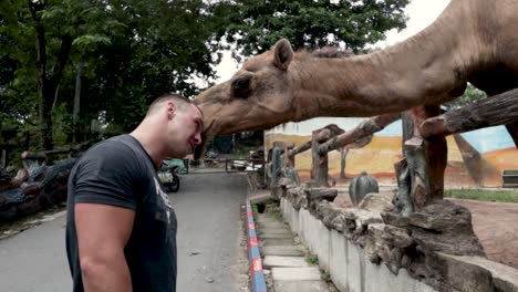 Man-greet's-a-camel-face-to-face