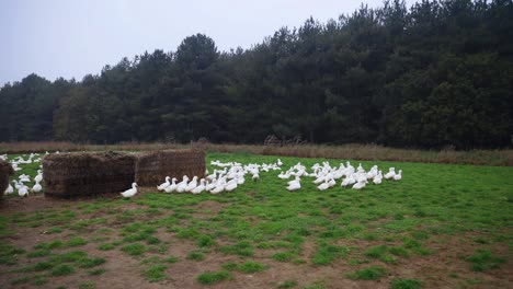 Tracking-shot-of-white-ducks-in-outdoor-free-range-farm