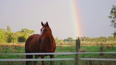 Brown-horse-standing-in-field-behind-fence-in-front-of-beautiful-rainbow-on-overcast-day