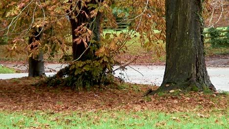 Rosskastanien,-Die-Zu-Beginn-Der-Herbstsaison-Ihre-Blätter-Abwerfen