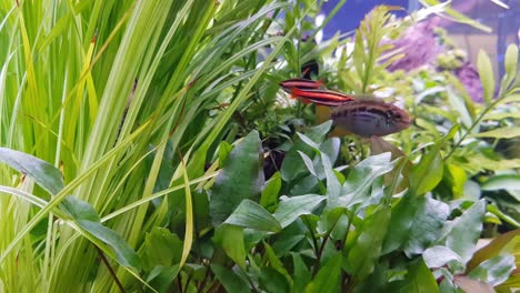 Handheld-footage-of-some-fishes-hiding-in-between-green-plantation-in-the-aquascape-aquarium