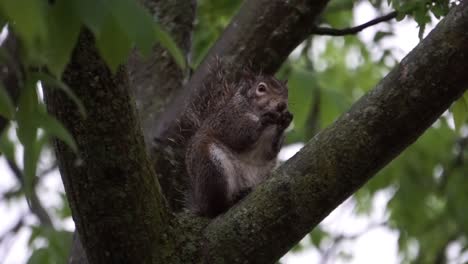 Squirrel-eating-nut-on-tree-rainy-day