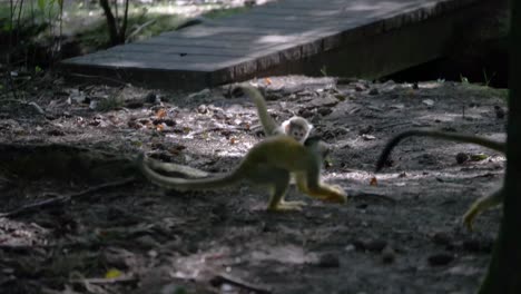 Adorable-bolivian-squirrel-monkey-tries-to-steel-food-but-fails-in-the-forest-with-green-leaves-aerial-shot