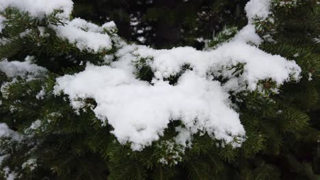 Der-Erste-Schnee-Des-Winters,-Der-Auf-Bäume-In-Einem-Garten-In-Island-Fällt