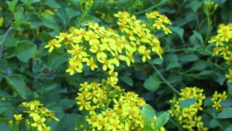 Kleine-Gelbe-Blüten,-Die-Sich-Im-Wind-Bewegen