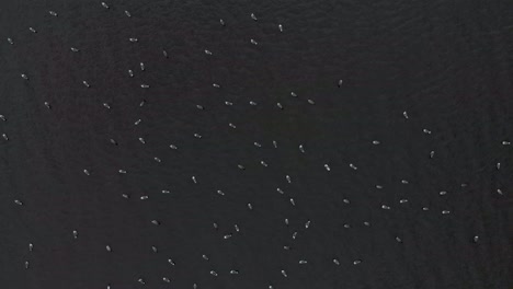 Aerial-view-of-a-big-flock-of-birds-in-a-lake