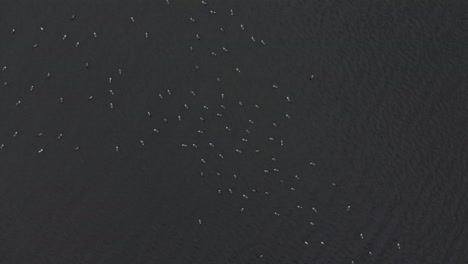 Aerial-view-of-a-big-flock-of-birds-in-a-lake
