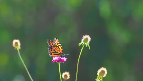 Sola-Mariposa-Monarca-Bebiendo-Néctar-De-Una-Flor-Colorida