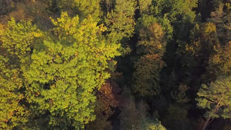 Luftaufnahme-Von-Bunten-Bäumen-An-Einem-Sonnigen-Herbsttag-Mit-Ein-Wenig-Dunst-In-Der-Luft