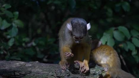 Adorable-Squirrel-monkey-is-eating-with-his-friends-and-is-relaxing