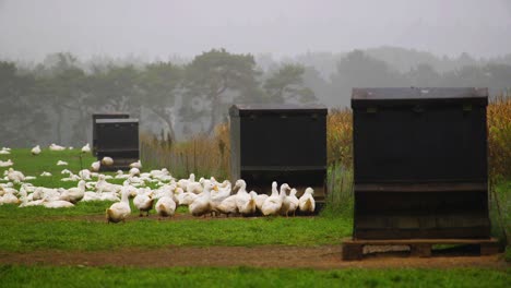Patos-Blancos-Comiendo-En-La-Bandeja-De-Alimentación-En-Una-Granja-Avícola-Al-Aire-Libre-En-Un-Día-Nublado
