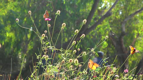 Helle-Und-Farbenfrohe-Monarchfalter,-Die-Um-Einen-Park-Im-Freien-Herumfliegen