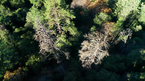 Dried-up-evergreen-trees-in-forest-after-drought,-Aerial-Top-Down-Shot