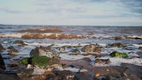 Front-view-shot-of-beach-waves-crashing-against-the-algae-rocks-and-receding-on-a-windy-evening-creating-a-swash