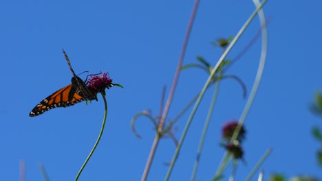 Monarchfalter,-Der-Nektar-Von-Einer-Bunten-Blume-In-Einem-Garten-Trinkt-Und-Dann-Wegfliegt