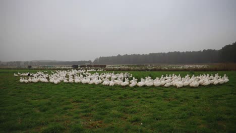 Kock-Hoch,-Um-Viele-Enten-Im-Freien-Auf-Einem-Großen-Geflügelfeld-In-Großbritannien-Zu-Enthüllen