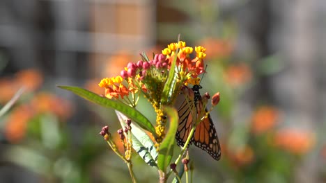 Una-Sola-Mariposa-Monarca-Bebiendo-Néctar-De-Una-Colorida-Flor-De-Algodoncillo