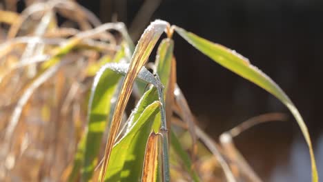 Erster-Frost-Am-Frühen-Wintertag-Auf-Gras