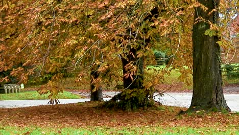 Rosskastanienbäume-Verlieren-Ihre-Blätter-Zu-Beginn-Der-Herbstsaison-In-England