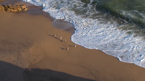 Aerial-view-of-group-of-five-white-cormorants-on-the-beach-sand-watching-the-sea-as-rough-waves-arrive