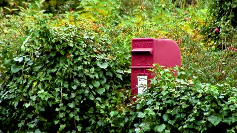 Red-letter-box-half-hidden-by-foliage-in-a-hedge
