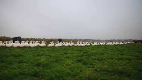 Low-angle-tracking-shot-of-ducks-in-outdoor-poultry-field