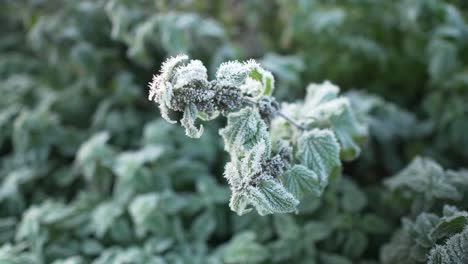 Macro-of-frosted-nettles-with-icy-grass-in-the-background