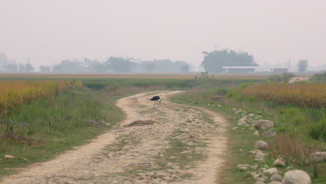 Woolly-necked-stork-eating-snake-on-a-dirt-road-in-the-fields
