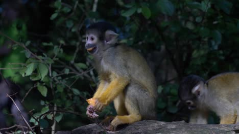 Adorable-Squirrel-monkey-is-eating-with-his-friends-and-is-looking-around