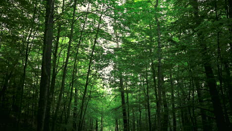 Walking-on-Path-Under-Tall-Trees-in-Green-Forest,-Low-Angle