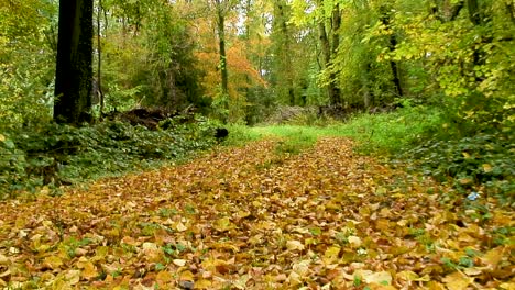 Fallen-leaves-covering-a-woodland-track-in-the-county-of-Rutland,-England