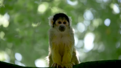 Adorable-Squirrel-monkey-is-looking-around-for-his-family