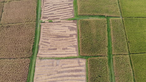 Aerial-footage-of-freshly-harvested-and-ready-to-harvest-wheat-field-in-the-flat-lands-of-Nepal