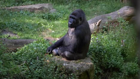 Lowland-Gorilla-sleeps-and-is-sitting-in-the-grass
