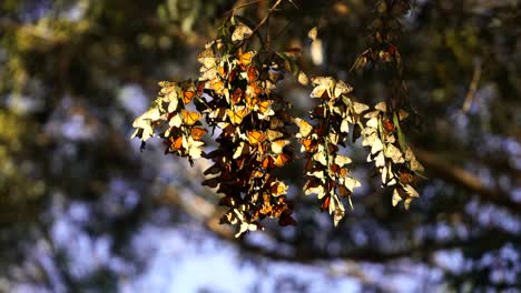 Grupos-De-Mariposas-Monarca-Colgando-De-Un-Gran-Eucalipto-Durante-Su-Migración-Del-Norte-A-La-Costa-Oeste-De-California