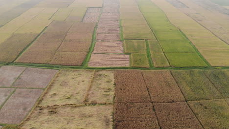 Aerial-footage-of-freshly-harvested-wheat-field-in-the-flat-lands-of-Nepal